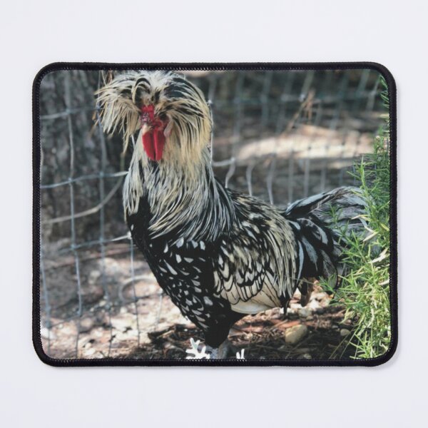 Item preview, Silver laced, Polish rooster, photography, April 2018, crested rooster, fancy rooster, Dusty Miller, Rosemary designed and sold by Whateverboss.