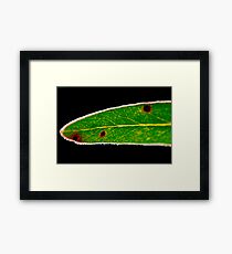 Eucalyptus Framed Print