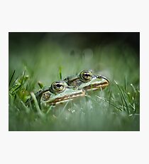 Frogs - Pelophylax "esculentus" Photographic Print