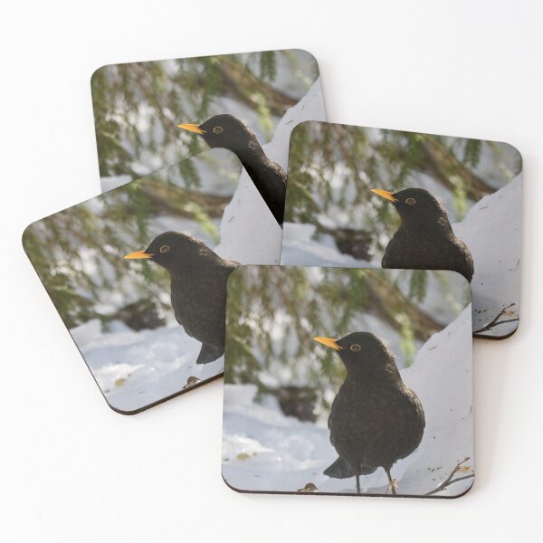Item preview, Sideways. Eurasian blackbird designed and sold by Jouko Lehto Photography.