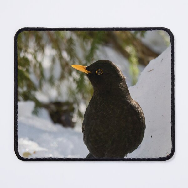 Item preview, Sideways. Eurasian blackbird designed and sold by Jouko Lehto Photography.