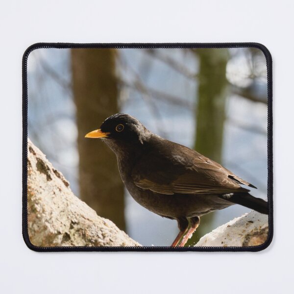 Item preview, In the middle of the U. Eurasian blackbird designed and sold by Jouko Lehto Photography.