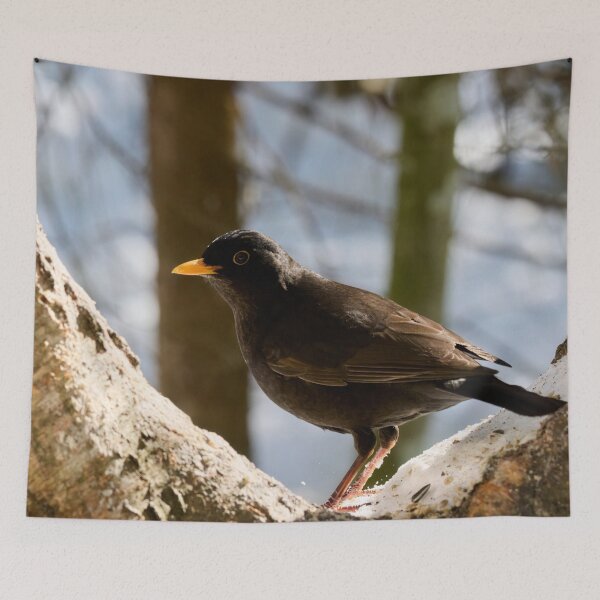 Item preview, In the middle of the U. Eurasian blackbird designed and sold by Jouko Lehto Photography.