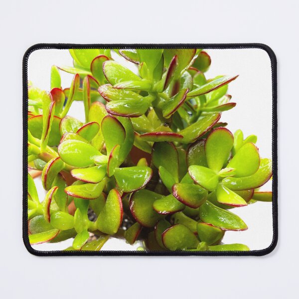 Item preview, Succulent Uno designed and sold by Beau Gordon.