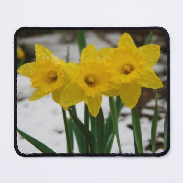 Item preview, Daffodils in Snow designed and sold by CommandoCrane.