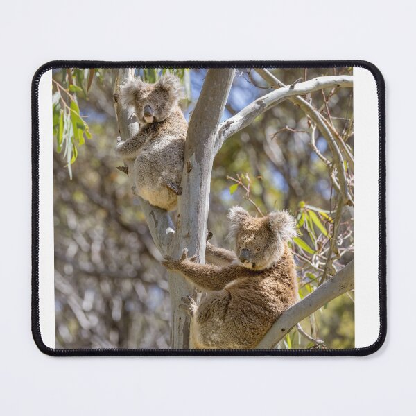 Item preview, Two Koalas designed and sold by Luke Foster.