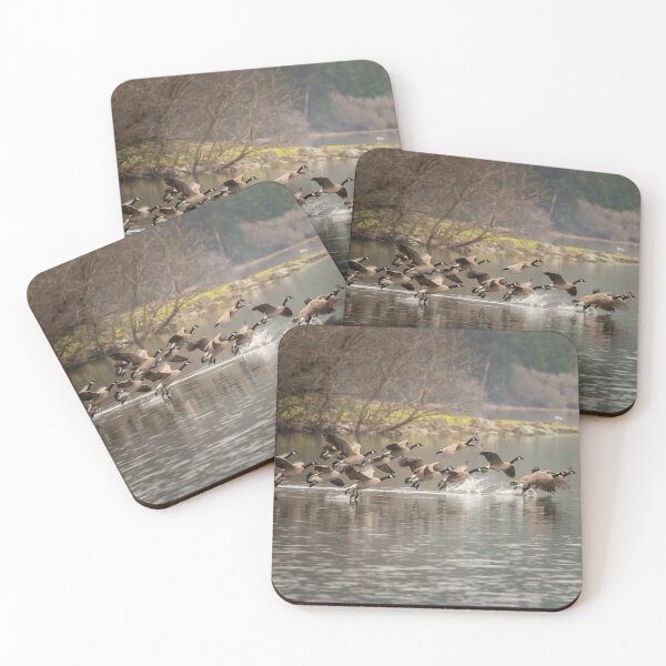 Item preview, Canadian Geese coming in for a Landing Photo One of Three designed and sold by Ernie Steven Dickey.