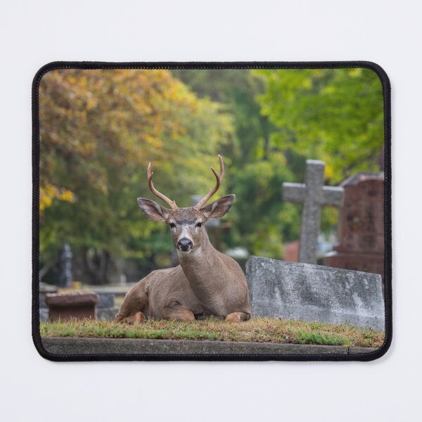 Item preview, Black tail Buck resting on the departed. designed and sold by Ernie Steven Dickey.