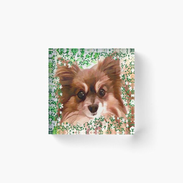 Teddy the Pomeranian Acrylic Block