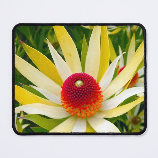 Item preview, Leucadendron Wildfire designed and sold by OCNau.