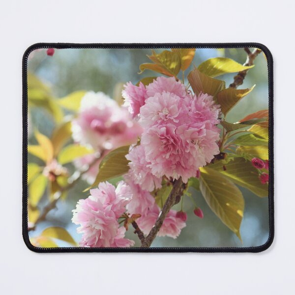 Item preview, Beautiful double blossoms of the Pink Flowering Cherry Sekiyama designed and sold by Cloudlingpics.