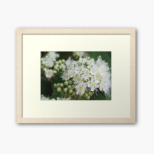 Item preview, Australian Flora - Lemon Myrtle Blossoms and Buds designed and sold by Cloudlingpics.