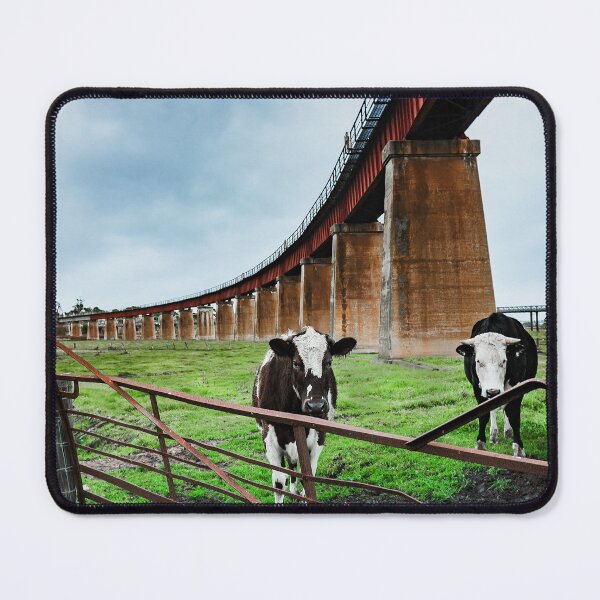 Item preview, Dairy Cows designed and sold by HSRPhotography.