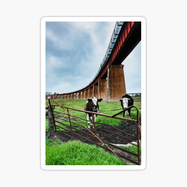 Item preview, Dairy Cows designed and sold by HSRPhotography.