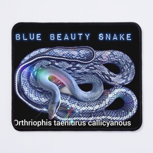 Item preview, Blue Beauty Snake Orthriophis taeniurus callicyanous  designed and sold by StrangeFetish.