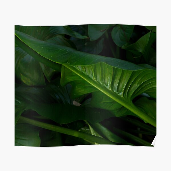 Green Foliage Poster