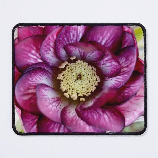 Item preview, Helleborus 'Whirlwind Romance' designed and sold by bjtomiko.