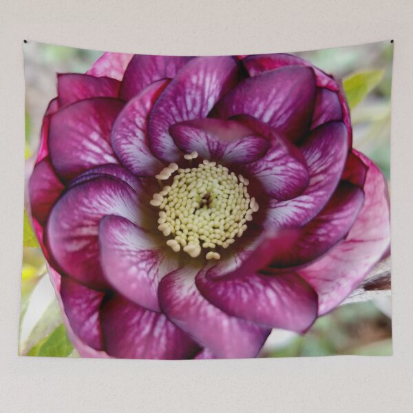 Item preview, Helleborus 'Whirlwind Romance' designed and sold by bjtomiko.