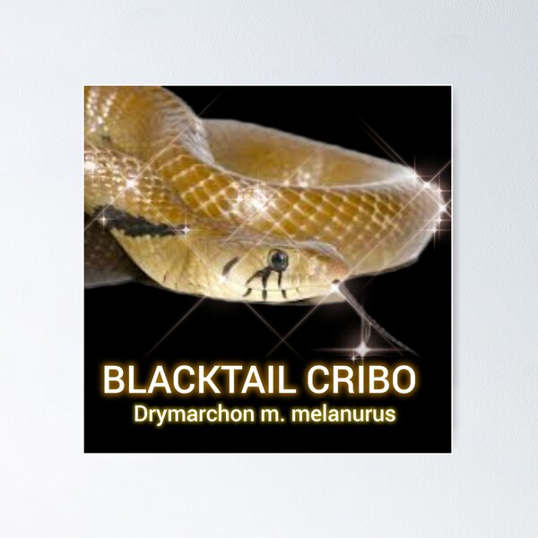 Item preview, BT Cribo Drymarchon m melanurus  designed and sold by StrangeFetish.