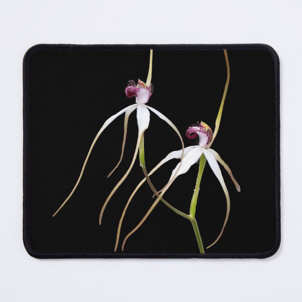 Item preview, Darting Spider Orchid designed and sold by gwenthewren.