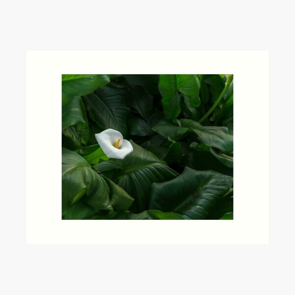 Item preview, Arum Lily designed and sold by Barbara Burkhardt.
