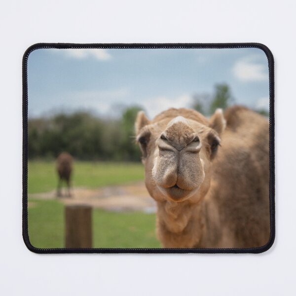 Item preview, camel face designed and sold by sarelitay.