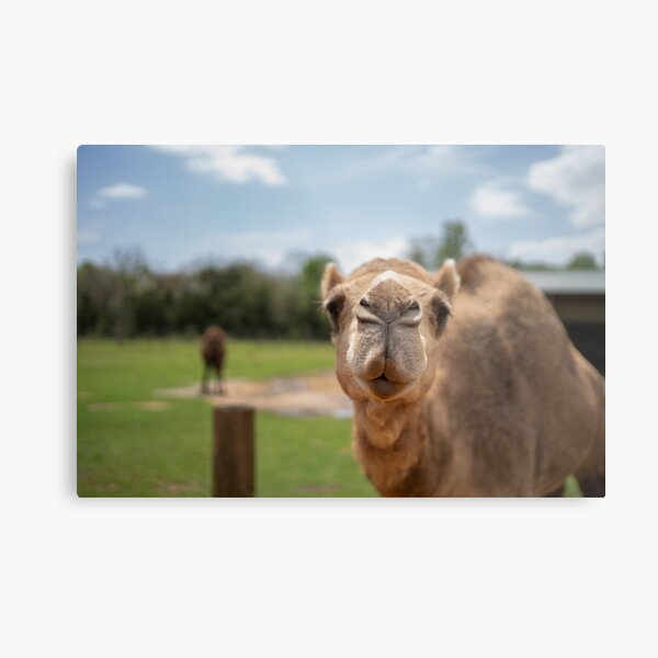 Item preview, camel face designed and sold by sarelitay.