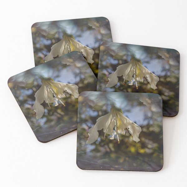 Item preview, Bauhinia variegata blooming white  tree designed and sold by jkrphoto.