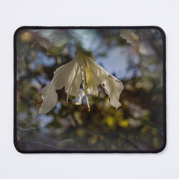 Item preview, Bauhinia variegata blooming white  tree designed and sold by jkrphoto.