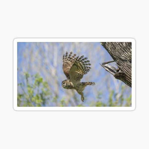 Formidable Fangs of a Mama Barred Owl Sticker