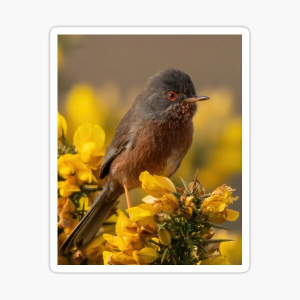 Item preview, Dartford Warbler designed and sold by JoHackman.