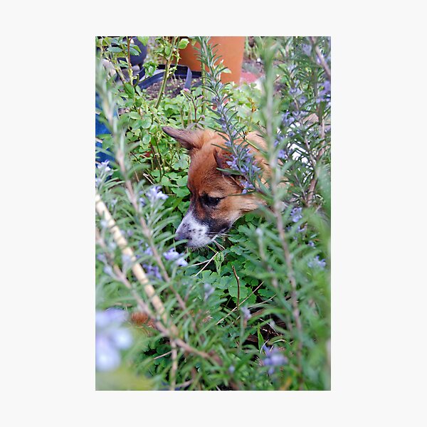 Artikelvorschau, curious dog entworfen und verkauft von funkybunch.