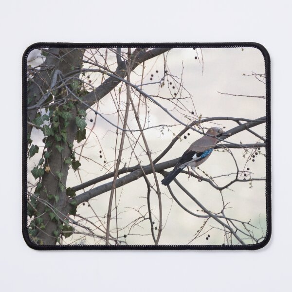 Item preview, European jay on hackberry tree designed and sold by distracted.