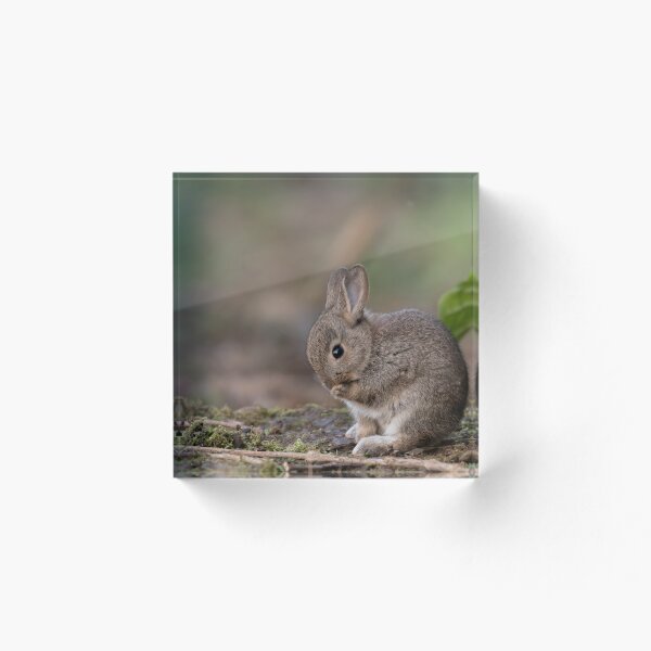 Item preview, Baby Rabbit. designed and sold by JoHackman.