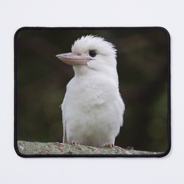 Item preview, leucistic Laughing Kookaburra designed and sold by Jade Welch.