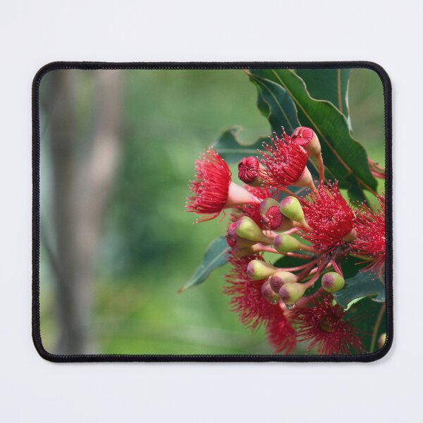 Item preview, Australian flora - red corymbia ficifolia blossoms designed and sold by Cloudlingpics.