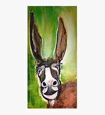 Donkey Photographic Print