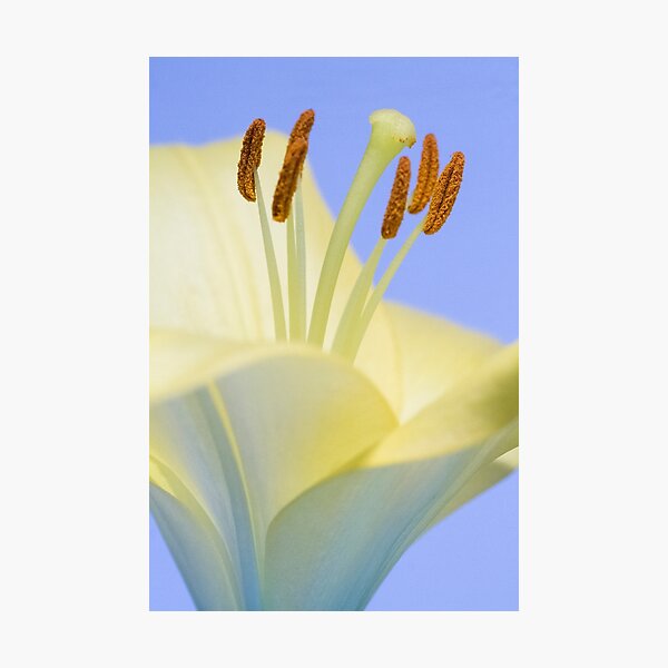 Lily Stamens  Photographic Print