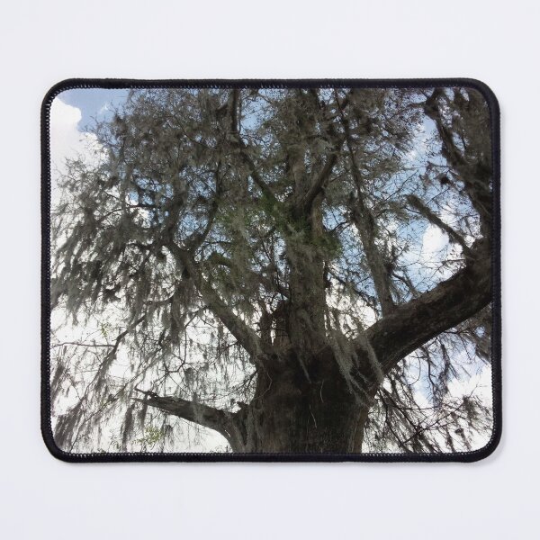 Item preview, Tree at lettuce lake park designed and sold by Daerohel.