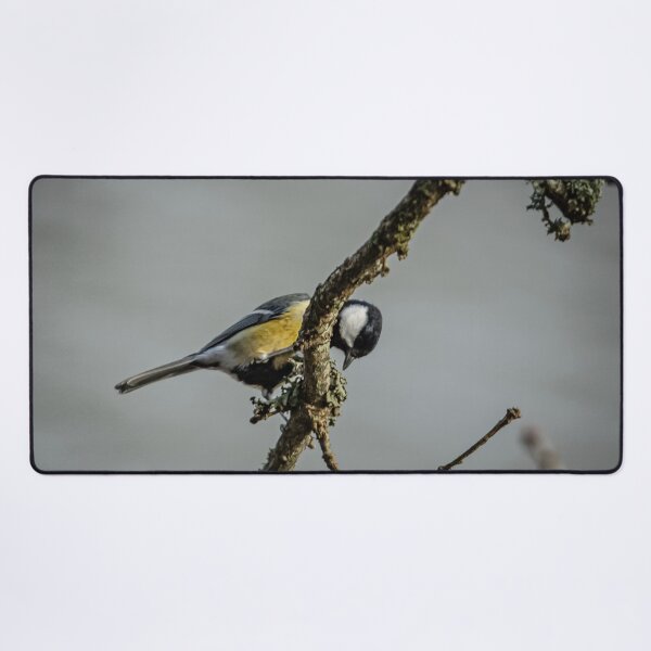 Item preview, Great Tit searching for grubs amongst the Lecithin on a Branch designed and sold by David. C.A. Le Quelenec.