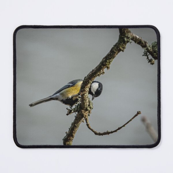 Item preview, Great Tit searching for grubs amongst the Lecithin on a Branch designed and sold by David. C.A. Le Quelenec.