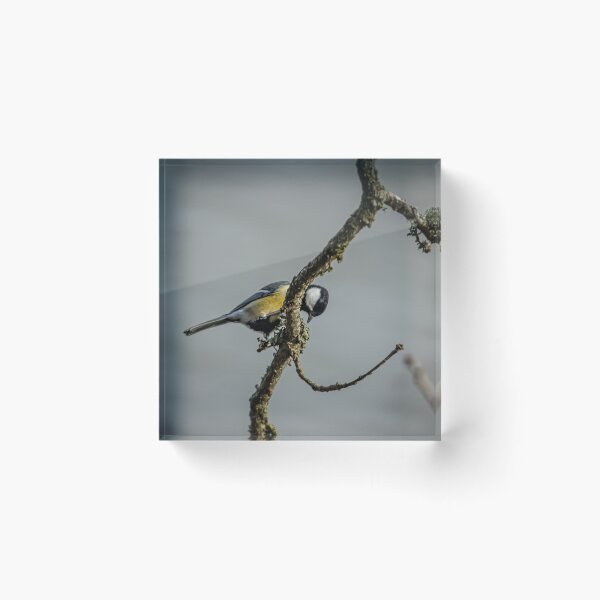 Item preview, Great Tit searching for grubs amongst the Lecithin on a Branch designed and sold by David. C.A. Le Quelenec.