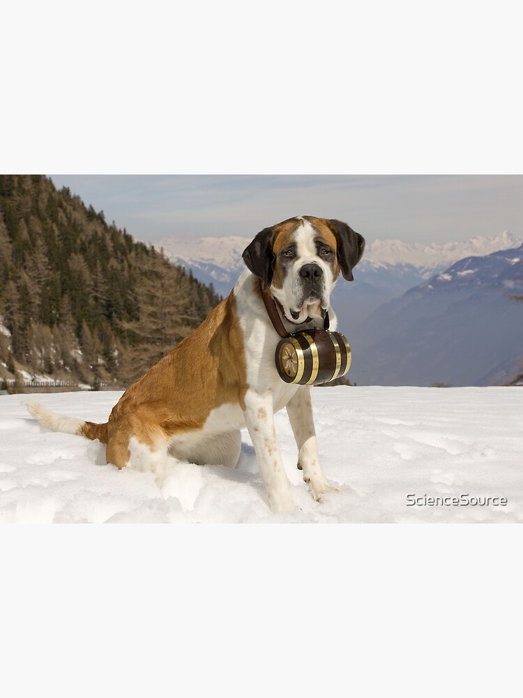 Snow Saint Bernard Dog Saint Bernard Dog In The Snow With A Barrel