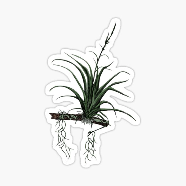 Item preview, Airplant Hand Drawn Art designed and sold by Wilderness Graphics  Inc..