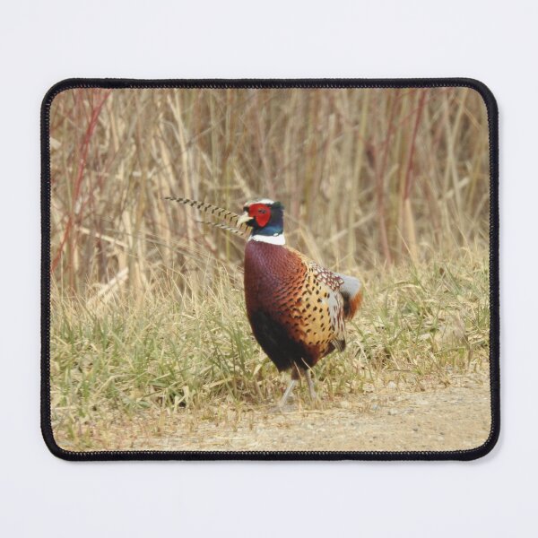 Item preview, Colorful rooster pheasant in the wild designed and sold by GerryBuckel.