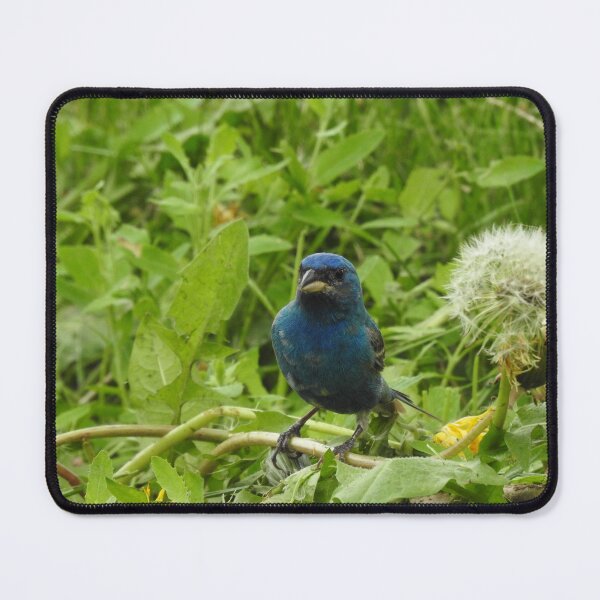 Item preview, Indigo Bunting and dandelion poof designed and sold by GerryBuckel.