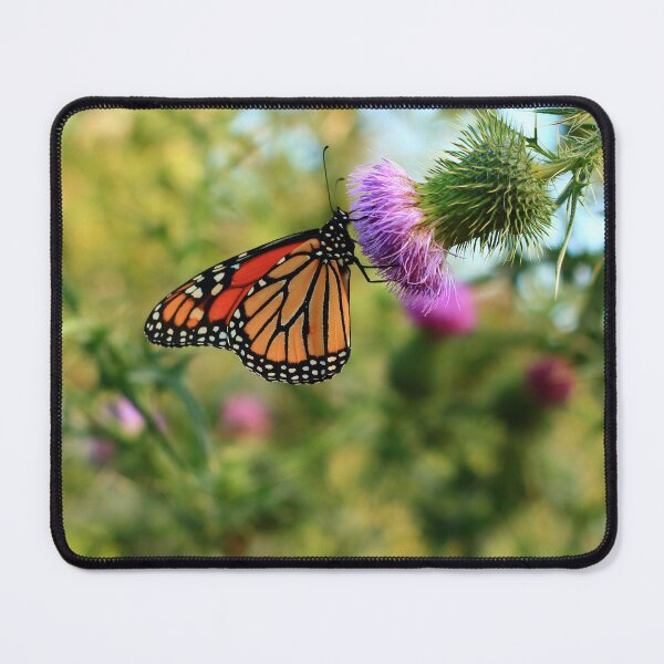 Item preview, Danaus plexippus on Cirsium vulgare designed and sold by outdoorstudio.