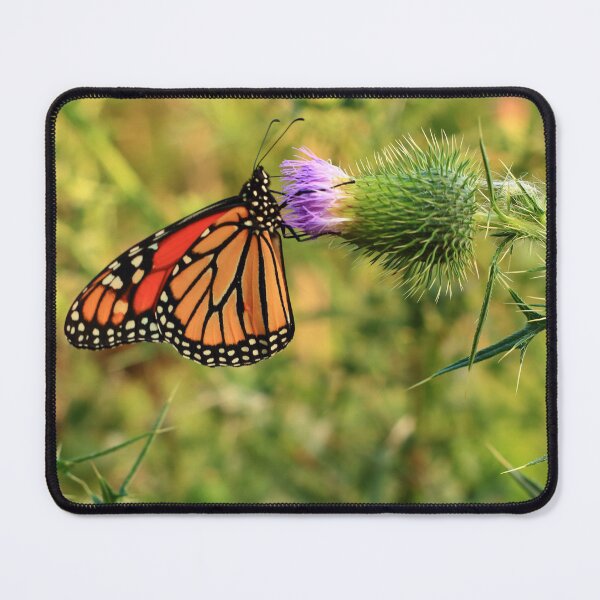 Item preview, Danaus plexippus on Cirsium vulgare designed and sold by outdoorstudio.