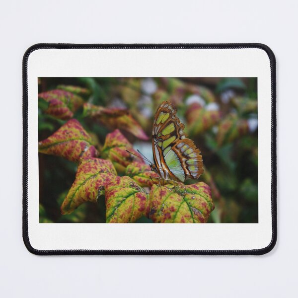 Item preview, Butterfly World designed and sold by Bethany Edgington.