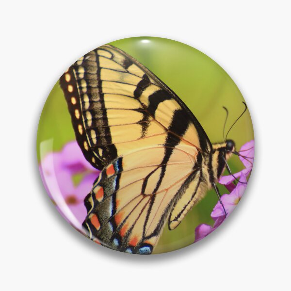 Item preview, Papilio glaucus on Hesperis matronalis designed and sold by outdoorstudio.